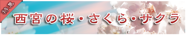 西宮の桜・さくら・サクラ